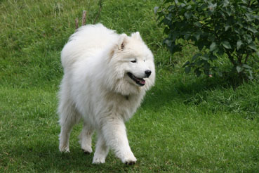 samoyed